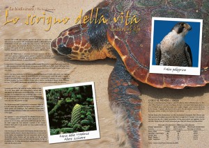 Imp. Brochure